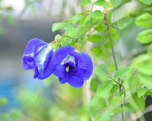 blue pea plant and flowers