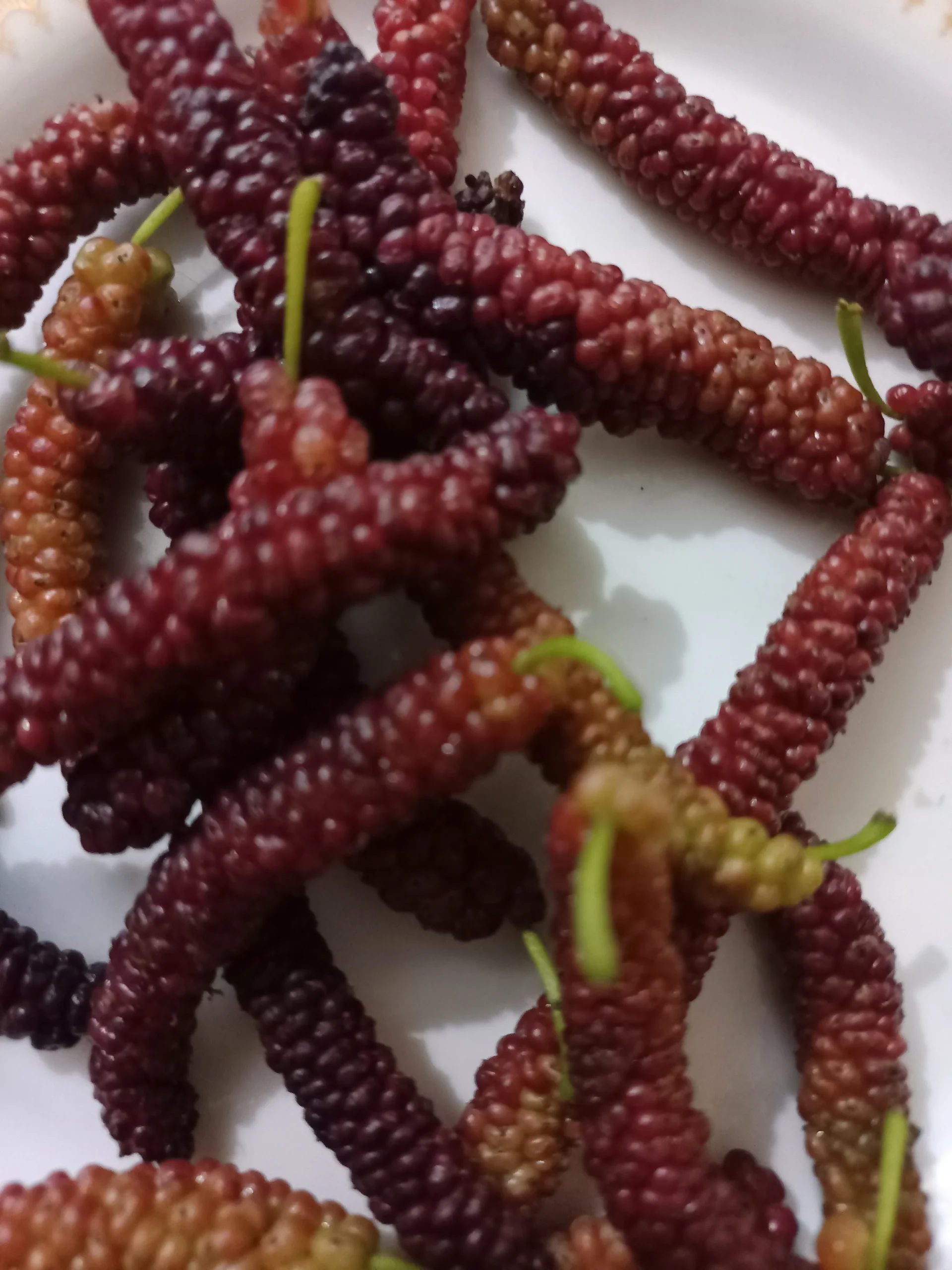White vs Red Mulberry – Health Benefits And Nutrition