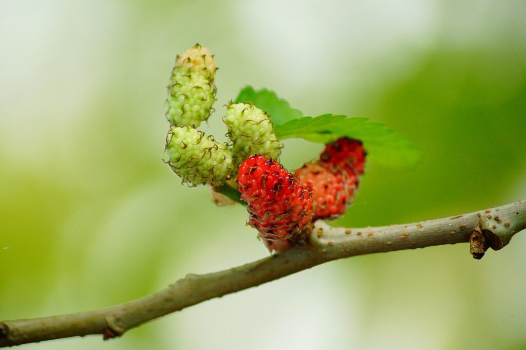 red mulberry fruit